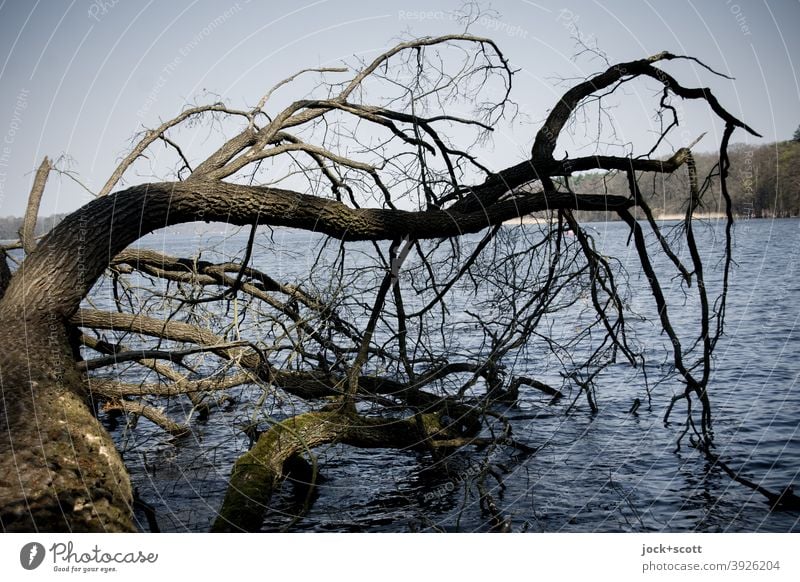 umgestürzter Baum ist gelandet im See kahler Baum Sturmschaden Baumstamm Seeufer Natur verrotten Lichtspiel Himmel Geäst vertrocknet Naturkreislauf Umwelt