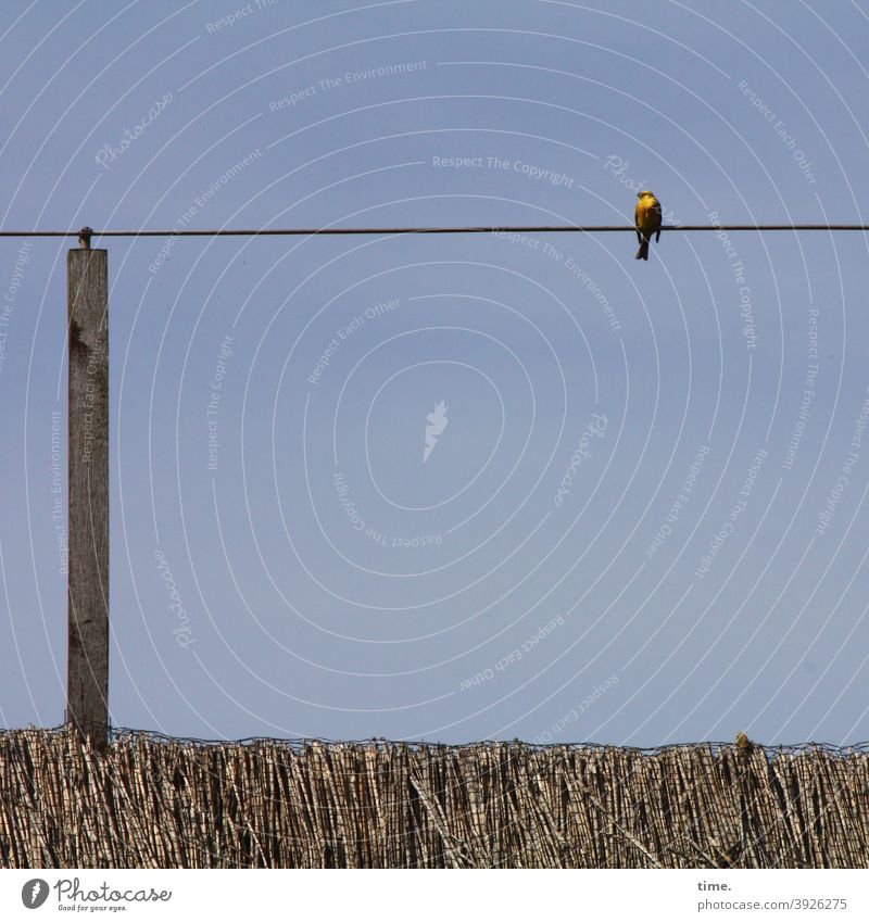 Logenplatz vogel sonnig warm leicht sommer pause sitzen reet reetdach Leitung kabel befestigung draht