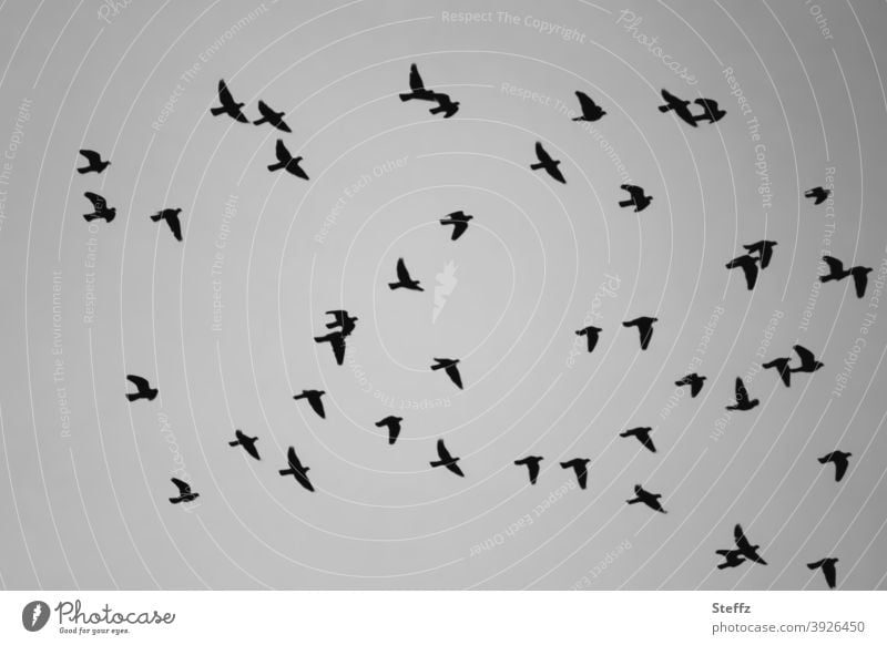 2021 | frei sein und fliegen Vögel Vogelschwarm Vogelflug fliegende Vögel Vogelbeobachtung Schwarm Schwarmverhalten Freiheit Luft zusammen Zusammenhalt