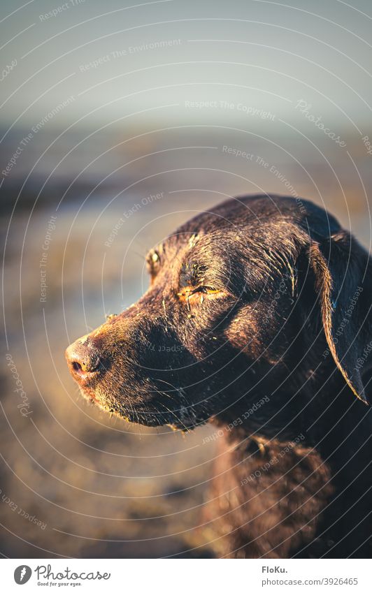 Dreckiger Labrador ist zufrieden Hund Tier Haustier Säugetier Natur Außenaufnahme Tierporträt Retriever Freude braun Wattenmeer dreckig matschig Sonnenschein