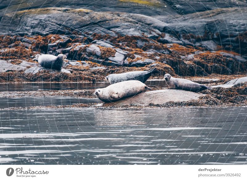 Robben im Loch Coruisk Freizeit_2017 Joerg Farys derProjektor dieProjektoren Blick nach unten Blick nach hinten Blick nach vorn Vorderansicht Rückansicht