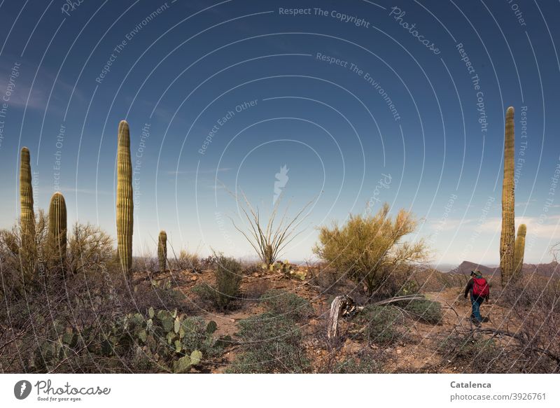 In der Sonora-Wüste unterwegs, Saguaro Kakteen und Dornbüsche umsäumen den Weg Stäucher Himmel Steine trocken lang spitz Stacheln Pflanze Flora Natur stachelig