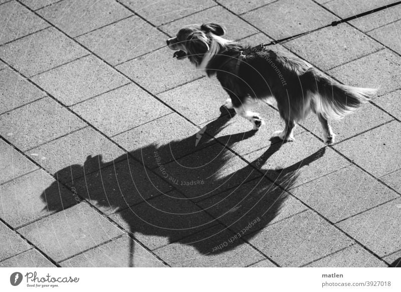 Hund an der Leine wirft Schatten Blick von oben Pflaster Schwarzweißfoto Tier Außenaufnahme Menschenleer