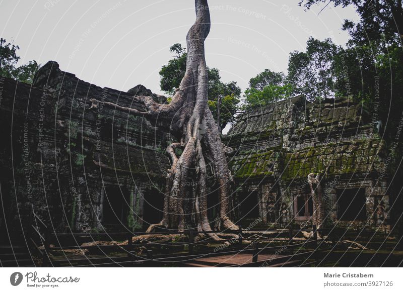 Banyanbaum im berühmten Ta Prohm im Archäologischen Park von Angkor, Krong Siem Reap Kambodscha archäologischer park angkor Ta Prohm Tempel siem reap kambodscha