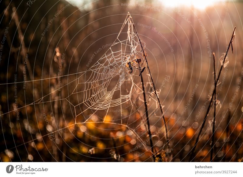 altweibersommer...für willma;)) Jahreszeiten Winter Herbst Wald Kunstwerk spinnenweben verträumt Gegenlicht Licht Feld Blume Zweige u. Äste Garten Wiese