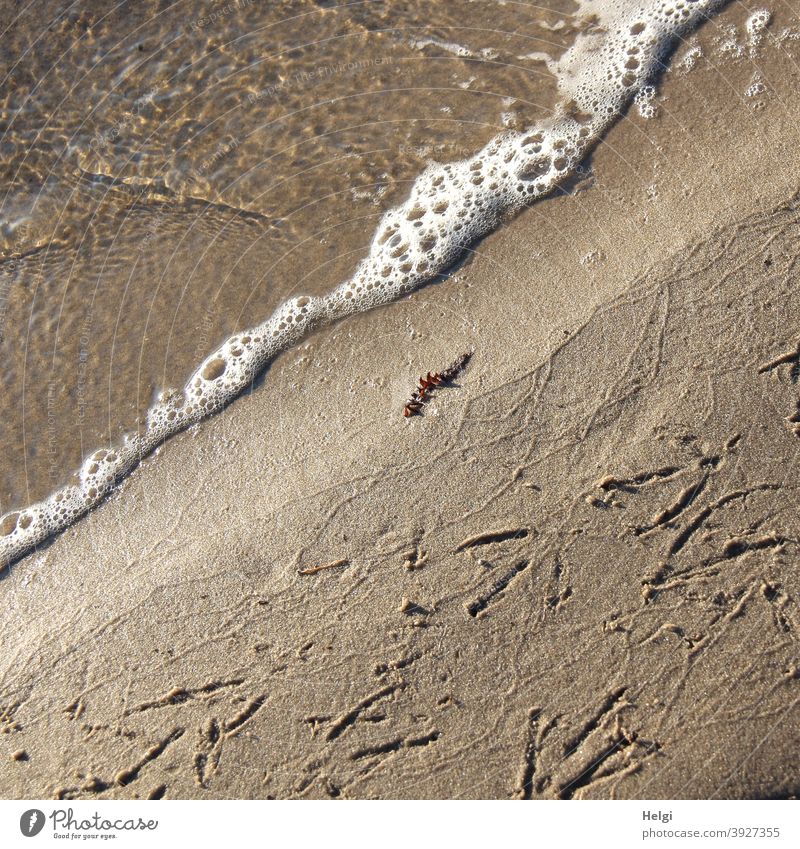 Vogelspuren im Sand am Seeufer Strand Spuren Wasser nass Schaum Außenaufnahme Tag Natur Umwelt schönes Wetter braun weiß Farbfoto Menschenleer natürlich