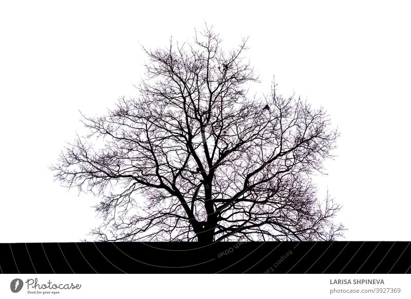 Silhouette eines großen sich ausbreitenden schwarzen Baumes mit Zweigen ohne Blätter im Herbst auf weißem Hintergrund tot vereinzelt bran Ast Niederlassungen