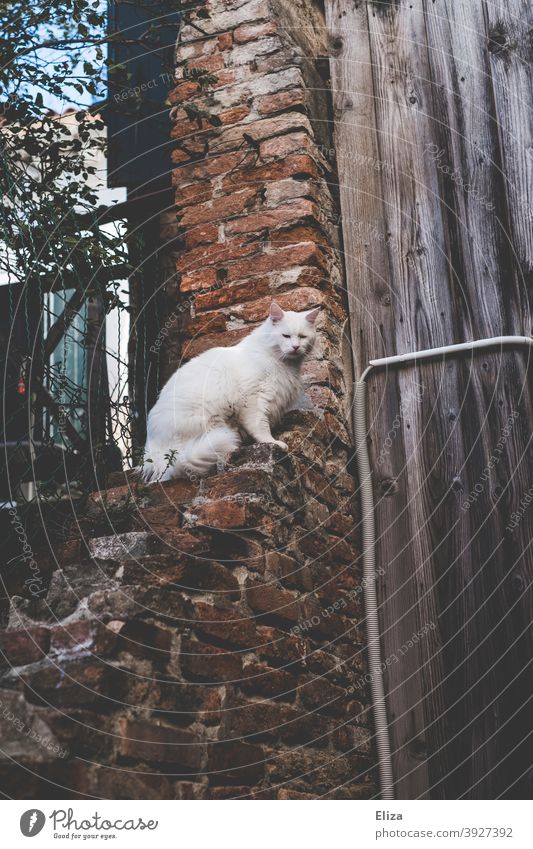 Weiße Katze sitzt draußen auf einem Mauervorsprung weiß Freigänger Tier Haustier beobachten erhöht oben sitzen Backsteinmauer