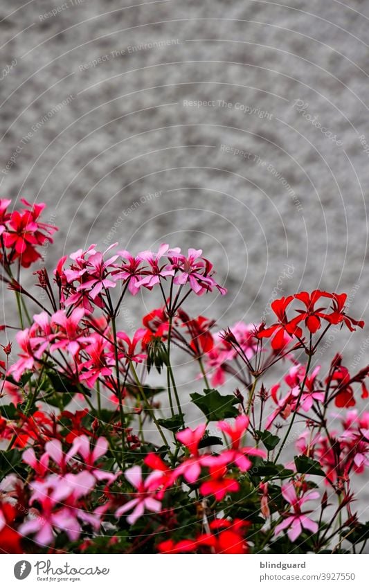 The Power Of Colors Blumen Kontrast blühen rot rosa Pflanze grün Blätter Blütenblätter Mauer grau trist Frühling natürlich Garten Nahaufnahme schön Natur Sommer