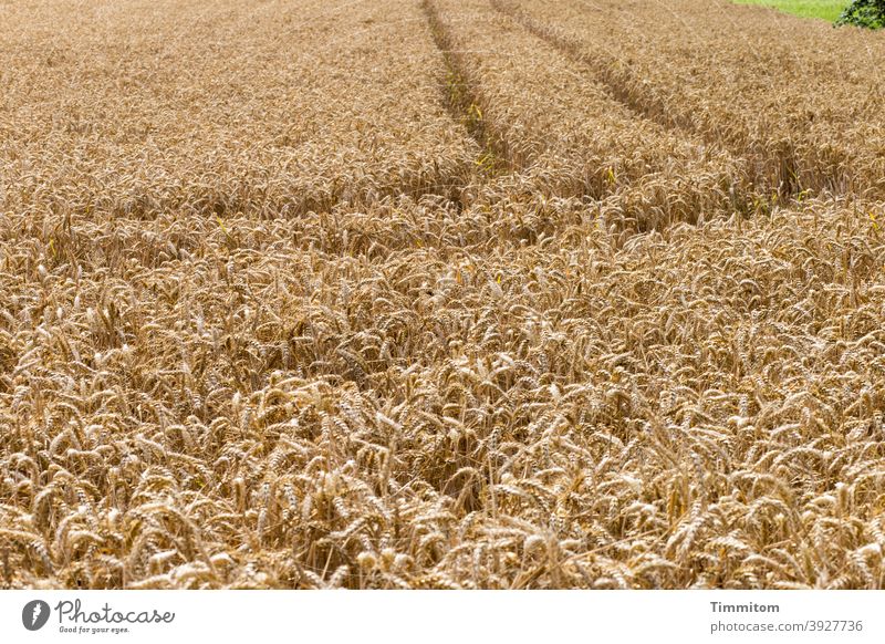Spuren im Getreidefeld Fahrzeugspuren Feld Landwirtschaft Natur Nutzpflanze Ähren