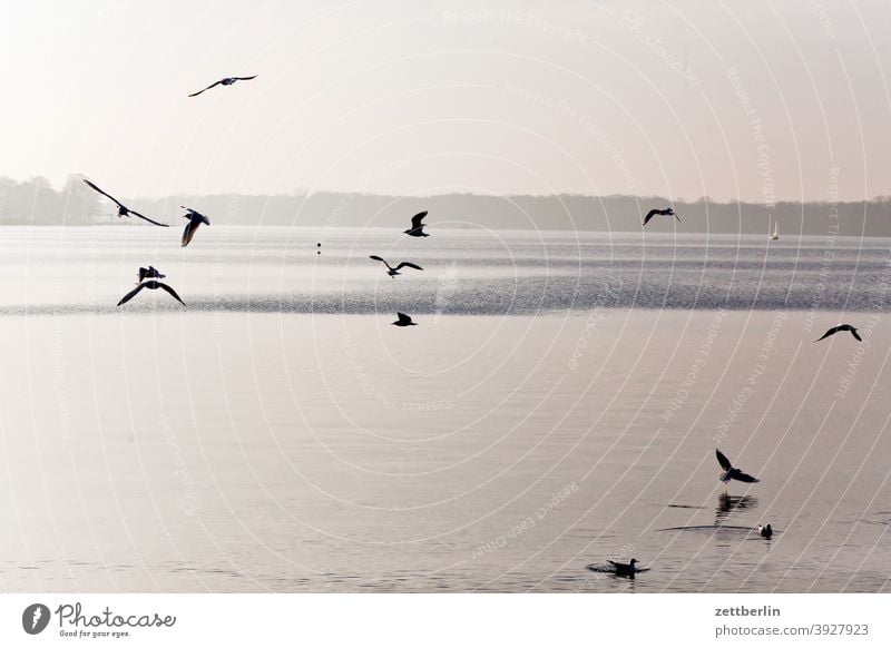 Vögel am Tegeler See berlin fliegen gans gewässer havel kanadagans möwe schwan see spatz tegel tegeler hafen tegeler see ufer umland vogel wasser wasserspiegel