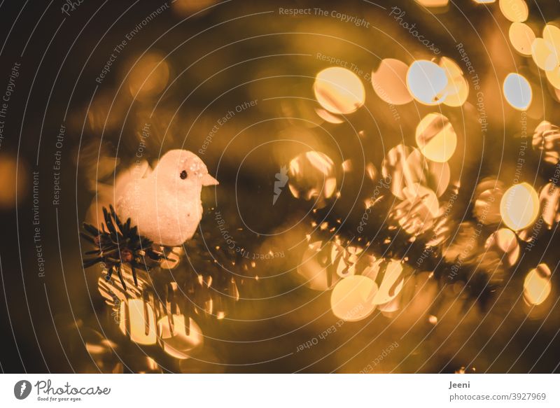 !Trash! 2020 | Ein kleines Vögelchen hat sich in den Weihnachtsbaum verirrt trashig Vogel Dekoration & Verzierung Weihnachtsdekoration Weihnachten & Advent