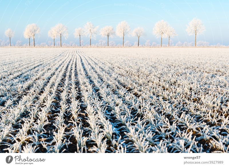 Zarter Traum von Raureif auf Bäumen und Feldern unter blauem Himmel traumhaft zart Wintermärchen frostig kalt eisig Börde Bördelandschaft Landschaftsaufnahme