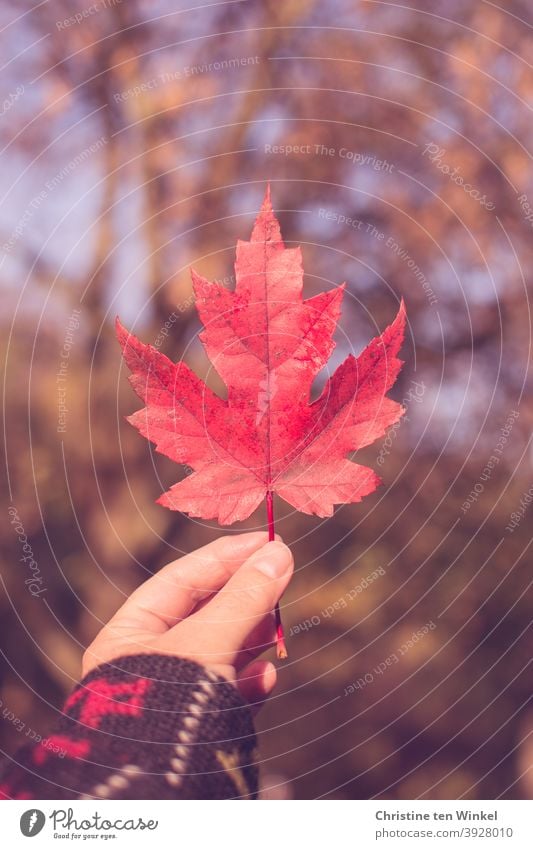 Hand hält rotes herbstliches Ahornblatt hoch... Hintergrund mit gesprenkeltem Sonnenlicht und Bokeh Blatt hochhalten Herbst zeigen gesprenkeltes Licht leuchten