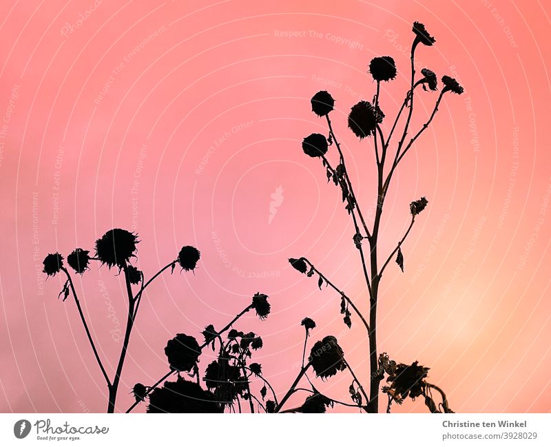 Die Silhouetten verblühter Sonnenblumen vor rosa pink orange Hintergrund . Sonneruntergangsstimmung. Pflanzen vergänglich Vergänglichkeit Herbst