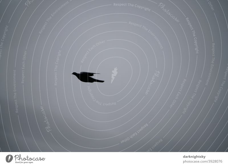 Fliegende Ringeltaube vor grau bedecktem Himmel (Columbidae) Taube Friedenstaube FLug fliegende segeln Flügel Flügelschlag Taubenvogel Tauberich Täubin elegante
