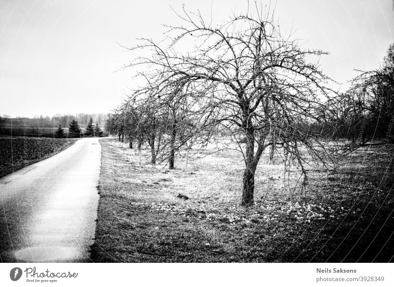 apfelgarten in der nähe der landstraße. apfelbäume im winter mit äpfeln im gras. nicht geerntetes überflüssiges obst Apfel Apfelbaum Apfelernte Land Verlassen