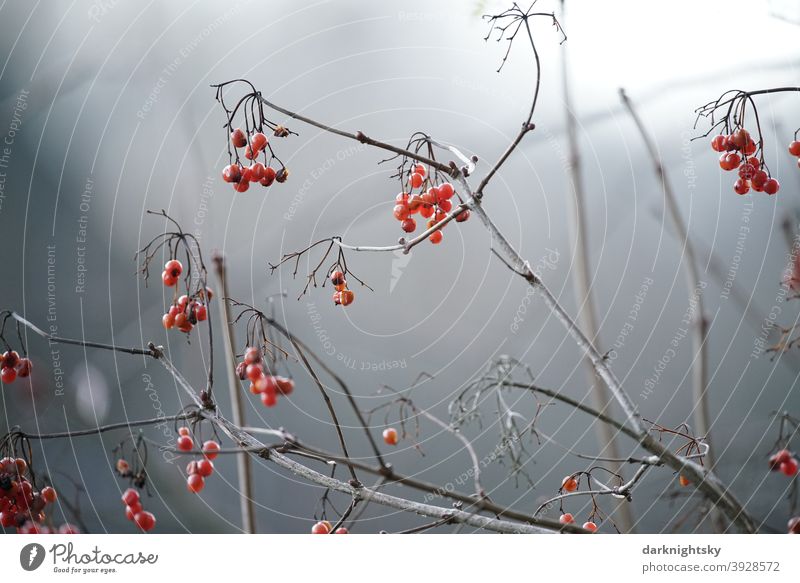 Helle Rote reife Beeren im Dezember an einem Strauch hängend mit Textfreiraum Garten rote beeren Herbst Winter Natur Pflanze Frucht Nahaufnahme Hintergrund