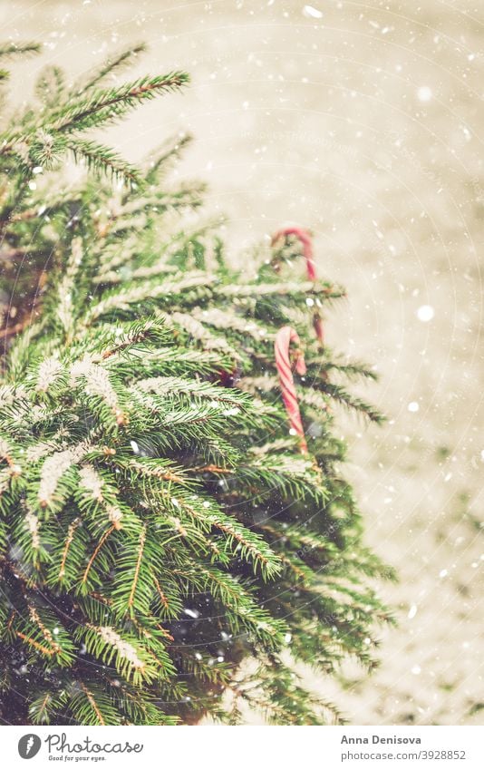 Natürliche Tannenbaum-Brunches mit Schnee bedeckt, Weihnachtskonzept Baum Textur Hintergrund Weihnachten Neujahr Kiefer Immergrün Fichte Ast Natur Winter