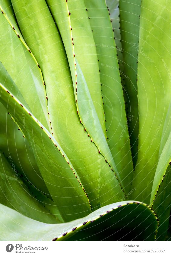 Sukkulente Pflanze Nahaufnahme, Dorn und Detail an Blättern der Agavenpflanze Stachel Blatt grün weiß Wachs silberfarben grau schön Natur Textur symmetrisch