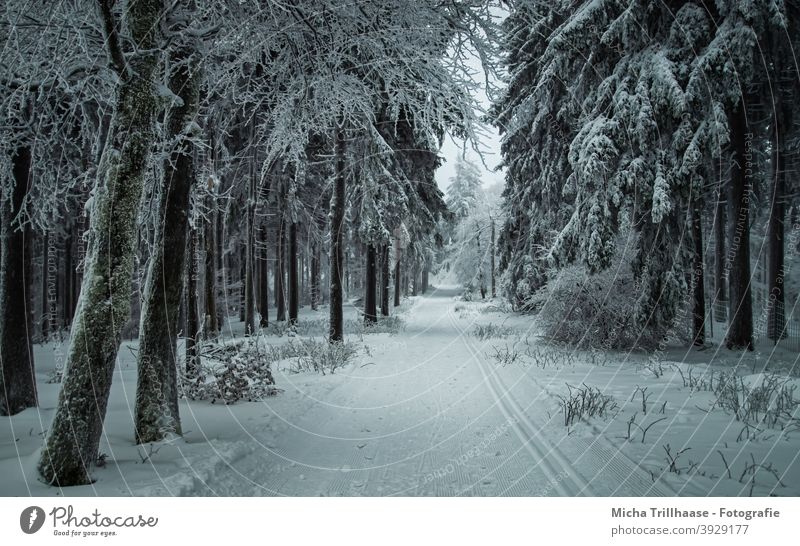 Winterwald in Thüringen Rennsteig Thüringer Wald Schneekopf Bäume verschneit Frost kalt Weg Loipe Skifahren Langlauf Urlaub Touristen Tourismus reisen Erholung