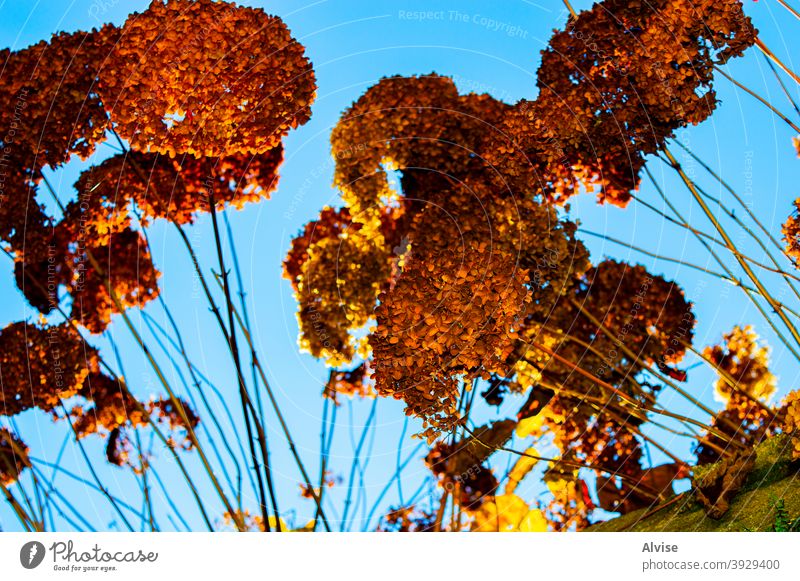 Himmel und Blumen Freude spielen Sträucher saisonbedingt Lächeln außerhalb im Freien Vorderseite inspirierend ruhig beige Blüte Hortensie trist dunkel blüht