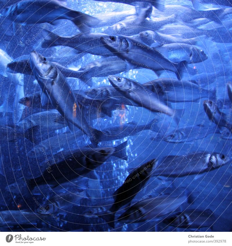 Traffic Jam Umwelt Natur Landschaft Urelemente Wellen Seeufer Meer Teich blau Fisch Unterwasseraufnahme Unterwasseraquarium Unterwasserkamera Lichtschein