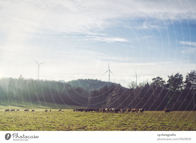 Rinderherde vor drei Windrädern Windrad Kühe Wald Weide Sonnenlicht Winter Landschaft Wolken Menschenleer ökostrom klimaschädlich