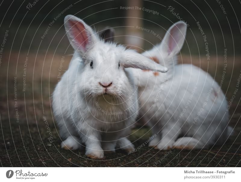 Weiße Zwerghasen Zwergkaninchen Kaninchen Hasen Kopf Augen Nase Maul Ohren Schlappohr Pfoten Fell niedlich neugierig Blick beobachten anschauen Haustier klein