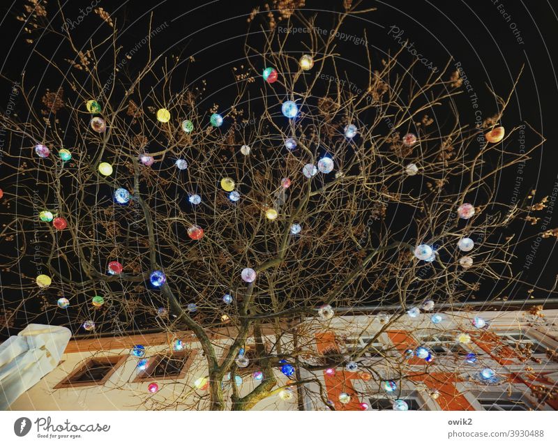 Weihnachtsbaum oben dunkel Baum Zweige u. Äste Nachthimmel hängen Kunststoff Farbfoto Detailaufnahme Strukturen & Formen Außenaufnahme Weihnachten & Advent