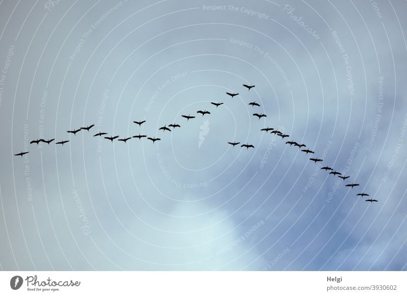 Weihnachtskraniche - Formationsflug der Kraniche am Himmel Richtung Süden Vögel Wildvögel Zugvögel Vogelzug Dezember Wolken außergewöhnlich Natur fliegen