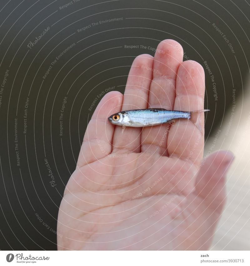 abgestorben | Fingerfood Tod Fisch toter fisch Hand schwimmen Tier Ernährung Angeln Lebensmittel Totes Tier