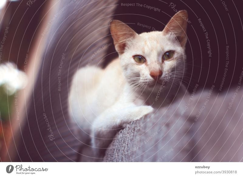 Porträt einer weißen Katze Haustier Fell Tier niedlich Säugetier katzenhaft Katzenbaby züchten Hintergrund Auge pelzig Reinrassig bezaubernd Blick Sitzen