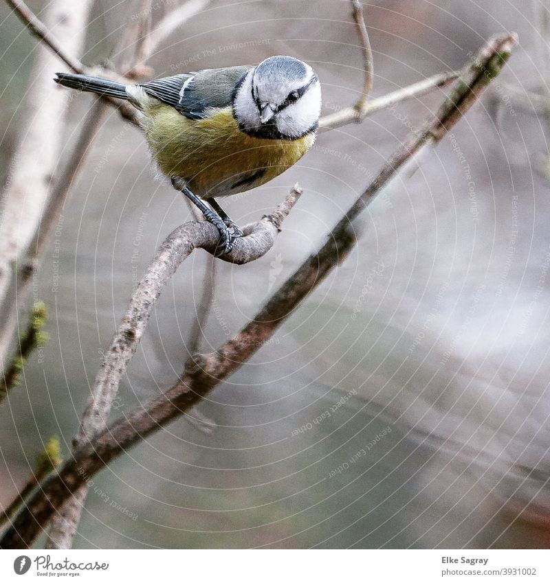 Blaumeise im Dezember - vor unscharfem Hintergrund Vogel Farbfoto blau Tierporträt Menschenleer Außenaufnahme Tag Feder Nahaufnahme