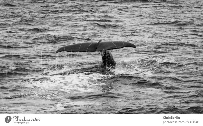 Walfluke schwarz-weiß Fluke walfluke Walflosse Schwarzweißfoto Meer Wasser Tier Natur tauchen Außenaufnahme Ferien & Urlaub & Reisen Meerestier Abenteuer