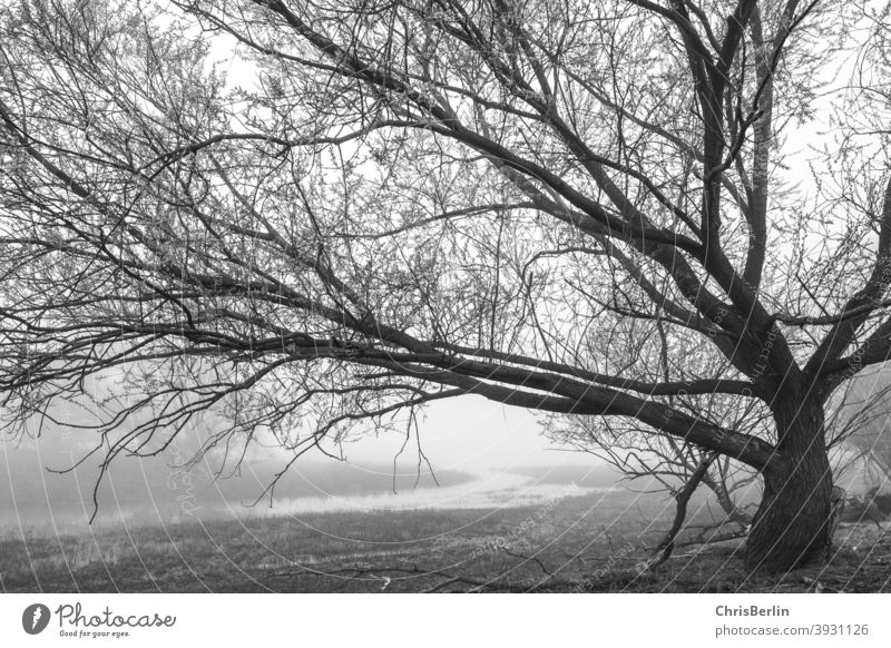 Kahler Baum im Nebel kahl Menschenleer kalt Natur Außenaufnahme Landschaft Schwarzweißfoto Umwelt Feuchtwiese Morgenstimmung