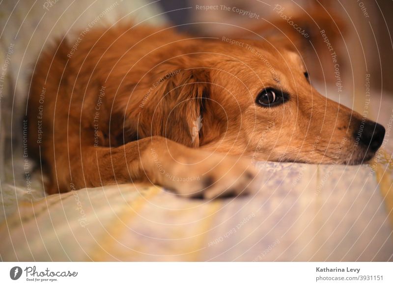 Couchpotato Hund Hundeblick Sofa Tier Tierschutz Fell braun liegen entspannen Schnauze Couch-Potato