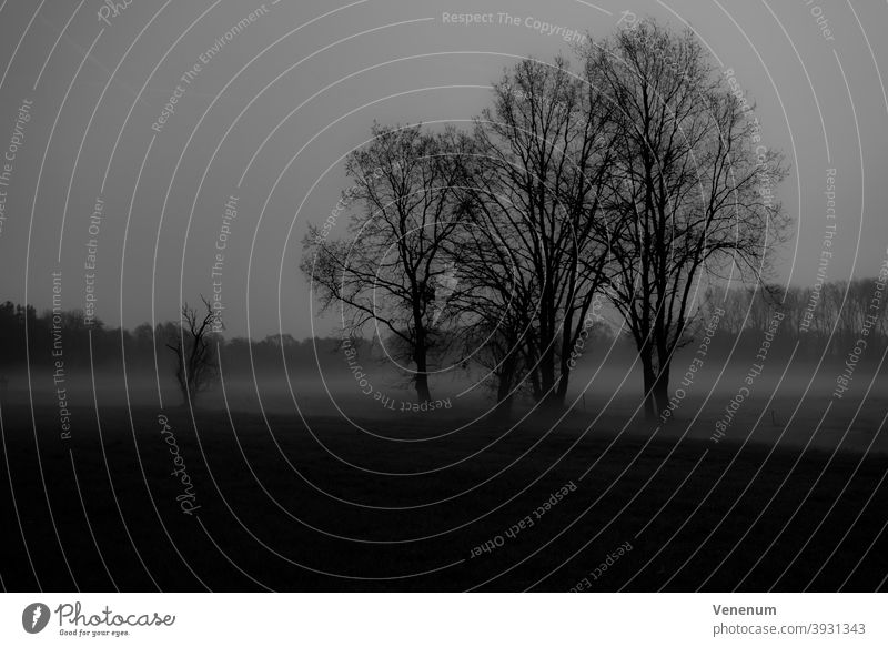 Nebliger Morgen Baum Bäume Herbst Wald Wälder Wiese Wiesen Ackerland Pferdekoppel schwarz/weiß Himmel pro Tag nass kalt schlechtes Wetter Nebel Sattelkammer Weg
