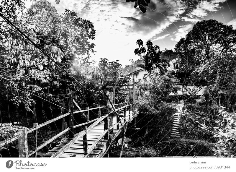der platz in meinem herzen Schwarzweißfoto beeindruckend Außenaufnahme Fernweh Baum Abenteuer Freiheit Ferien & Urlaub & Reisen Borneo Sarawak Malaysia Ferne