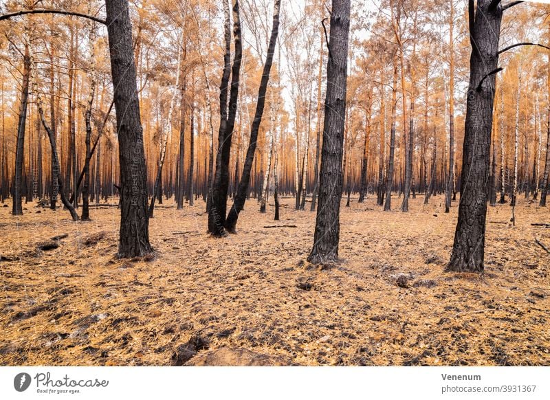 16. Juli 2019 , Wald nach dem Brand vom 08.06.2019 in der Umgebung von Jüterbog und Luckenwalde Waldboden verbrannt Sommer Waldbrand Baum Bäume tote Bäume