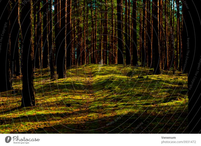 Tierpfad in einem Kiefernwald Wälder Baum Bäume Waldboden Bodenanlagen Unkraut Bodenbewuchs Kofferraum Rüssel Baumstämme Natur Landschaft Deutschland Monokultur