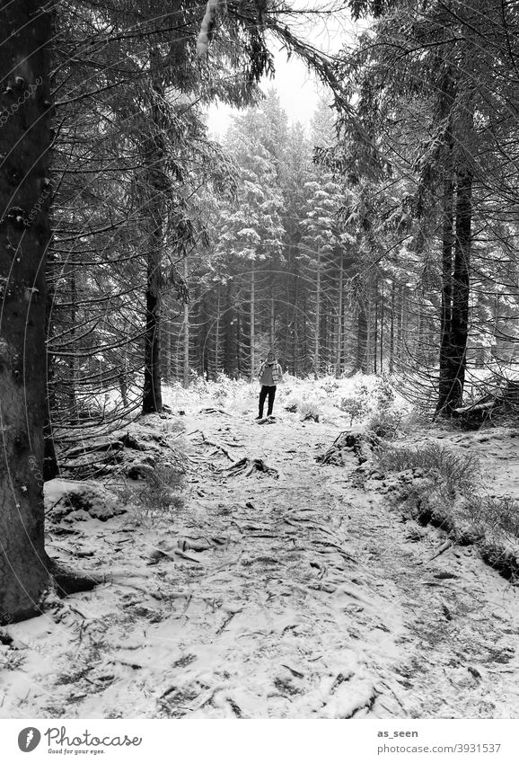Im Winterwald Schnee Wald Person Baum kalt Eis Frost Natur Außenaufnahme Landschaft weiß Umwelt Wetter Schneelandschaft Klima Winterstimmung Nebel