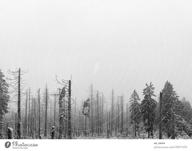 Waldsterben im Nebel Silhouetten Baum Natur Umwelt Außenaufnahme Baumstamm Menschenleer Holz Forstwirtschaft Klimawandel Umweltschutz Abholzung Zerstörung