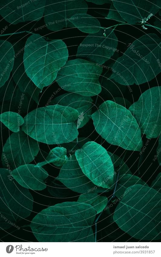 grüne Pflanzenblätter, grüner Hintergrund Blätter Blatt Garten geblümt Natur natürlich Laubwerk dekorativ Dekoration & Verzierung abstrakt texturiert Frische