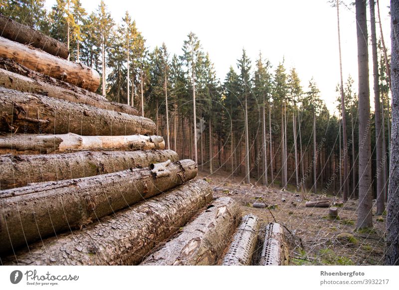 gefällte Bäume lagern am Waldrand holz brennholz wald nadelwald baum natur forstwirtschaft rhön thüringen baumstamm umwelt klima klimawandel energie erneuerbar