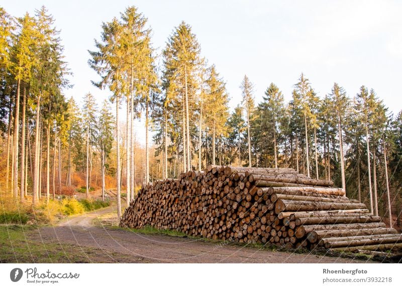 Brennholz lagert nach einer Dürre am Wegesrand energie erneuerbar weg wegrand wald wälder mischwald nadelwald nadelbaum baumstamm fällen schneiden sägen