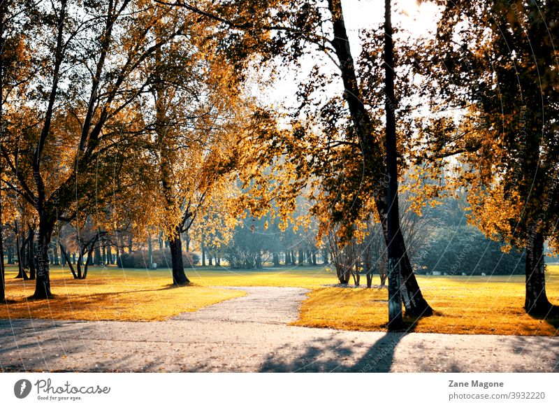 Herbstmorgen im Stadtpark fallen herbstlich Morgen Jahreszeiten Park früher Morgen goldene Stunde Nebelstimmung orange Spaziergang Großstadt