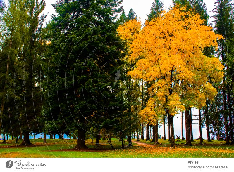 Herbst in Asiago eins asiago Vicenza Europa Italien Plateau Alpen träumen Harmonie horizontal Mysterium Glanz orange Licht Nebel Eiche Blätter Bäume gelb blau