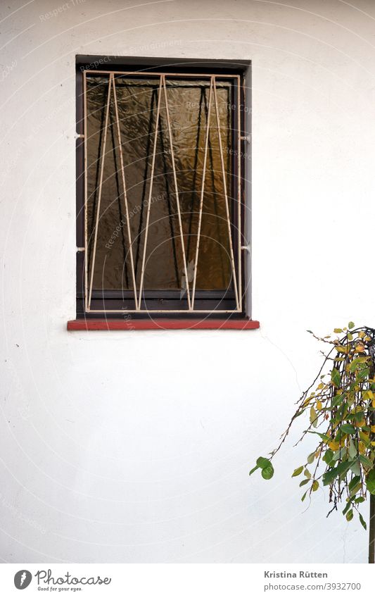 fenstergitter und teil eines bäumchens fensterglas vergittert strukturglas haus pflanze vorgarten fassade architektur gebäude ansicht sichtschutz einbruchschutz