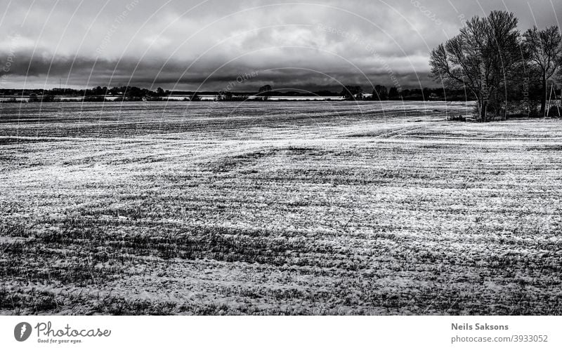 Landwirtschaftliches Weizenfeld in Lettland. Schnee im Dezember bei der Bodenbearbeitung Agribusiness Ackerbau Hintergrund Wolken kalt Kuh Feldfrüchte dung